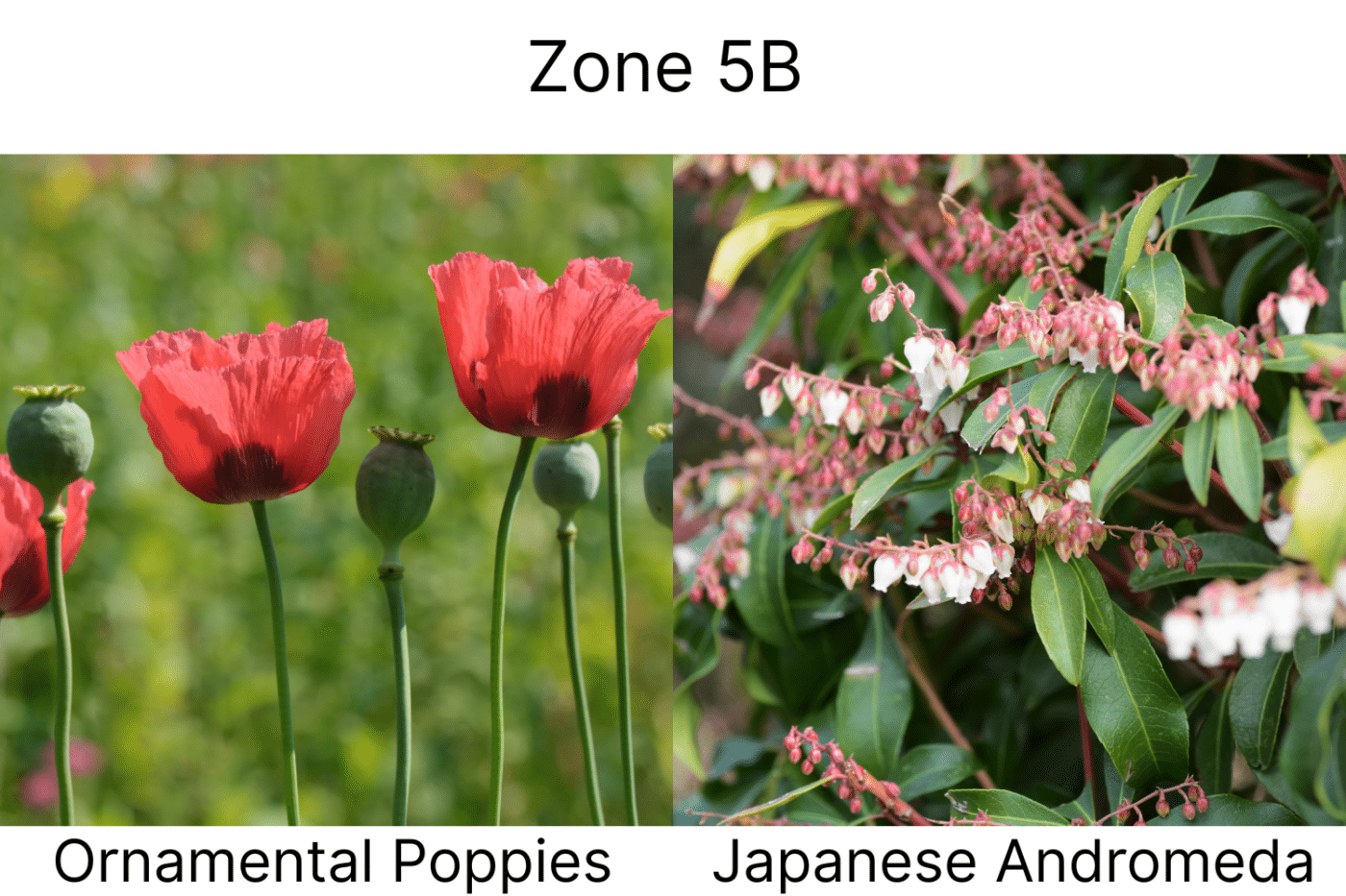 Manufactured Home landscape ideas 5b