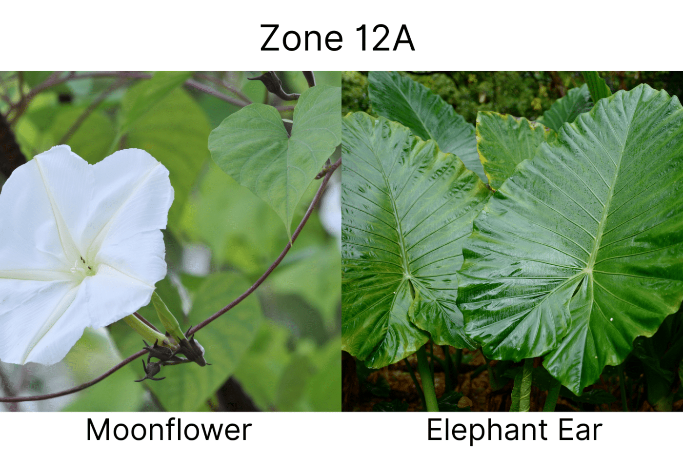 Manufactured Home landscape ideas 12a