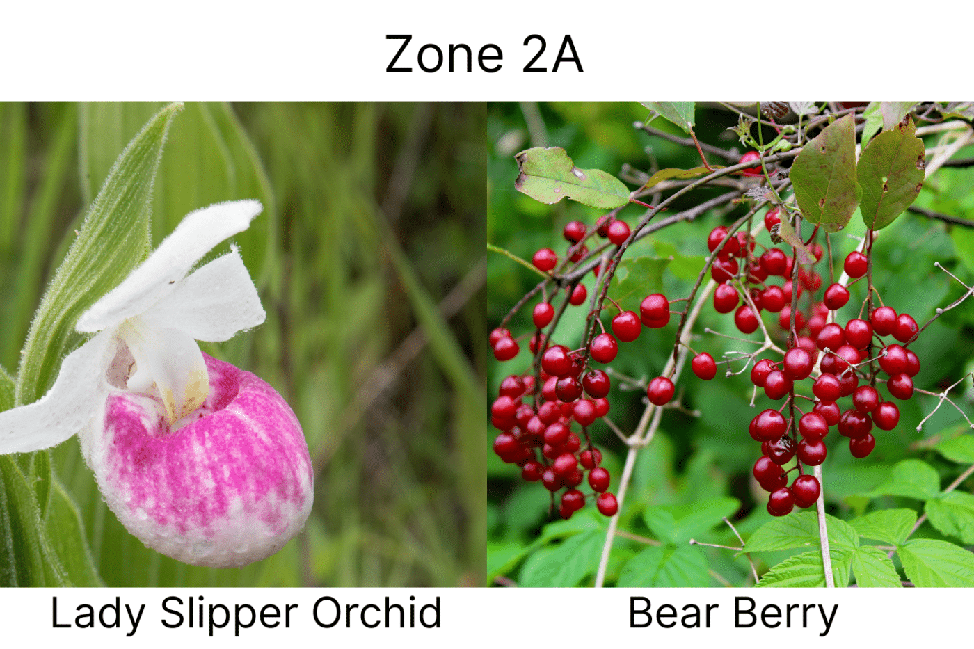 Manufactured Home landscape ideas 2a