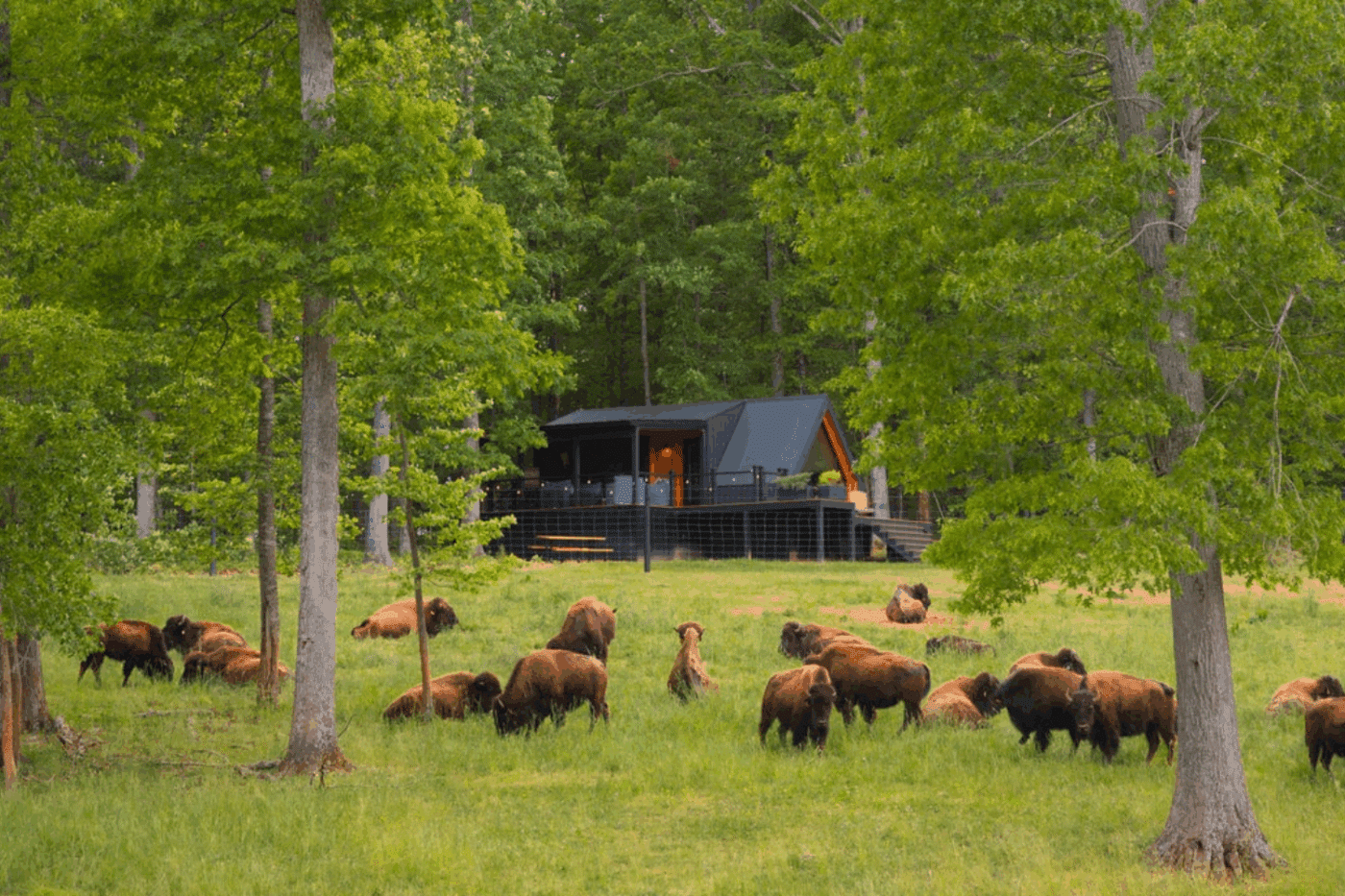 Bison Ranch farm in Culpeper VA with A Frame park model tiny home